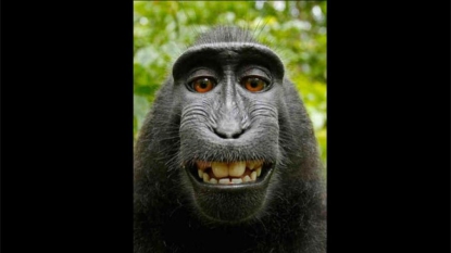 A qui appartient le selfie du singe ?