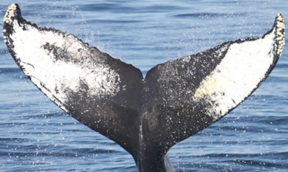 Les baleines c’est mignon, mais il faut arrêter de les regarder