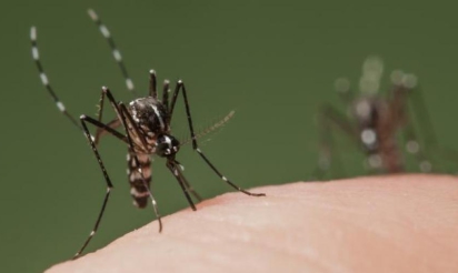Un premier cas autochtone de dengue découvert dans le Var
