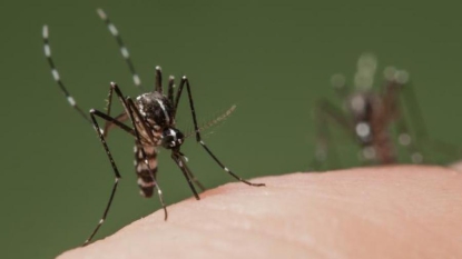 Un premier cas autochtone de dengue découvert dans le Var