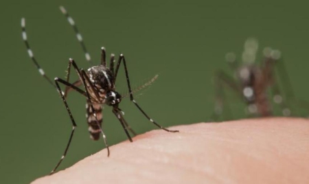 Un premier cas autochtone de dengue découvert dans le Var