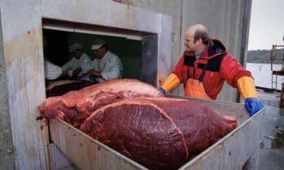 Saison record de chasse à la baleine en Norvège avec 729 harponnages