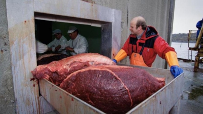 Saison record de chasse à la baleine en Norvège avec 729 harponnages