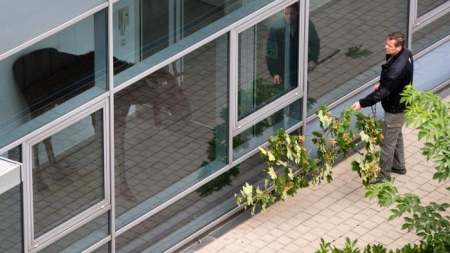 Apeuré, un élan se réfugie dans un immeuble de bureaux en Allemagne