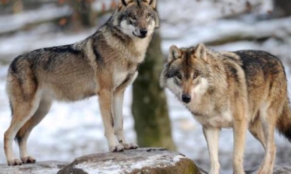 Les bâillements des loups sont contagieux, comme pour les humains