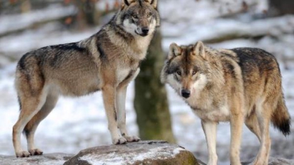 Les bâillements des loups sont contagieux, comme pour les humains