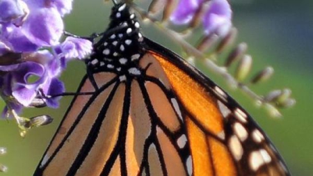 Etats-Unis: des écologistes demandent la protection fédérale des papillons monarques