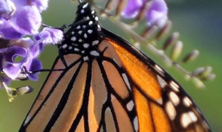 Etats-Unis: des écologistes demandent la protection fédérale des papillons monarques
