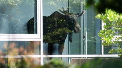 L’élan au travail? En Allemagne un animal se perd dans des bureaux