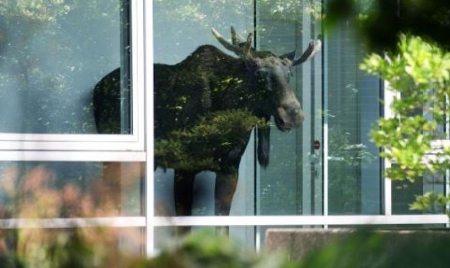 L’élan au travail? En Allemagne un animal se perd dans des bureaux