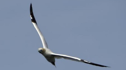 Sur l’île Rouzic, les fous de Bassan viennent chouchouter leur petit