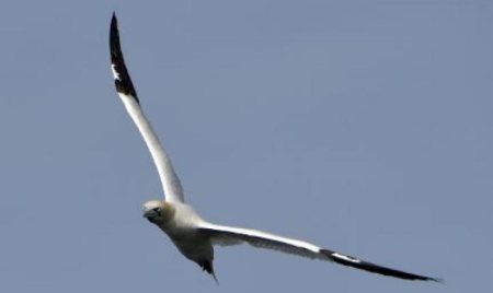 Sur l’île Rouzic, les fous de Bassan viennent chouchouter leur petit