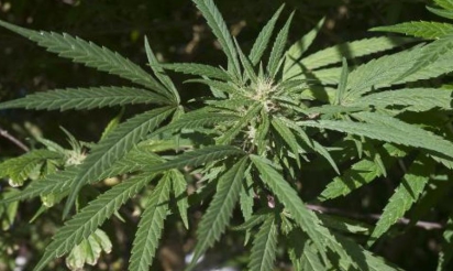 Espagne: 10.000 plants de marijuana sous serre dans une arène de tauromachie
