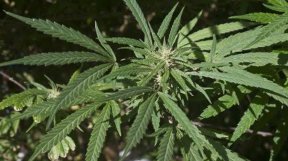 Espagne: 10.000 plants de marijuana sous serre dans une arène de tauromachie
