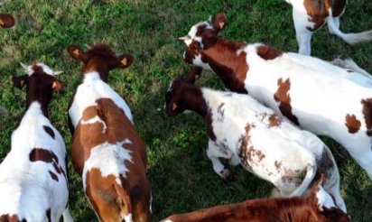 Les éleveurs bovins en “colère” contre Leclerc et la grande distribution