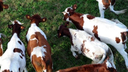 Les éleveurs bovins en “colère” contre Leclerc et la grande distribution