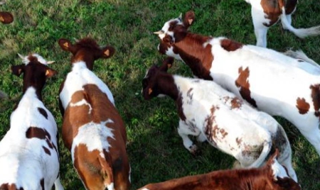 Les éleveurs bovins en “colère” contre Leclerc et la grande distribution