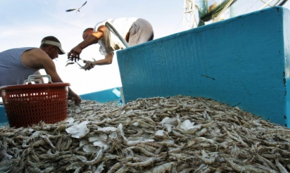 Ces crevettes et autres moules “biélorusses” qui se faufilent entre les mailles de l’embargo russe