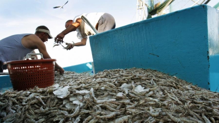 Ces crevettes et autres moules “biélorusses” qui se faufilent entre les mailles de l’embargo russe