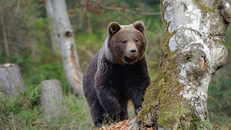 Le grizzly devient diabétique quand il hiberne