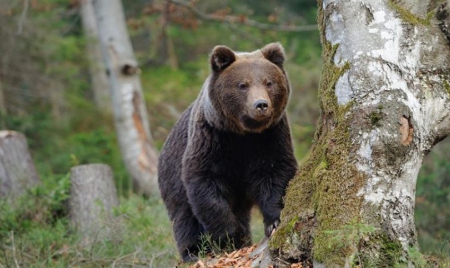 Le grizzly devient diabétique quand il hiberne