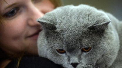 Une banque russe prête des chats à ses clients