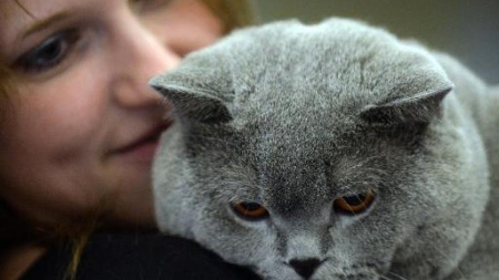 Une banque russe prête des chats à ses clients