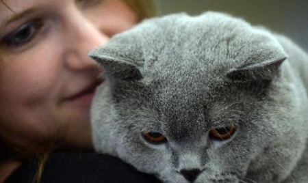 Une banque russe prête des chats à ses clients