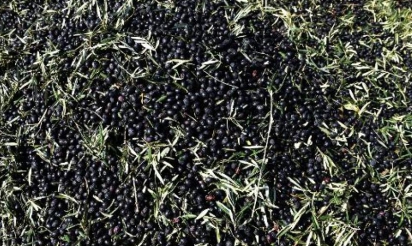 La sécheresse en Espagne menace de faire grimper le prix de l’huile d’olive