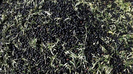 La sécheresse en Espagne menace de faire grimper le prix de l’huile d’olive