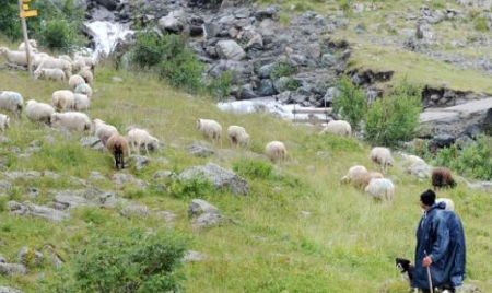 Des chercheurs assurent avoir trouvé l’algorithme du chien de berger