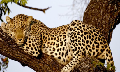 Les léopards sont grands félins