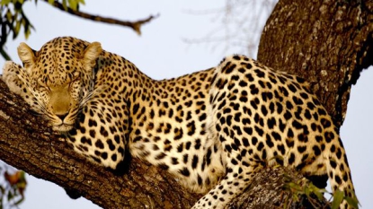 Les léopards sont grands félins