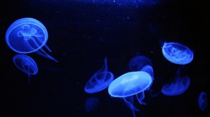 Un enfant français meurt en Thaïlande, piqué par une méduse