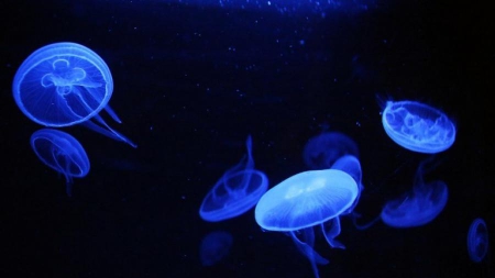 Un enfant français meurt en Thaïlande, piqué par une méduse