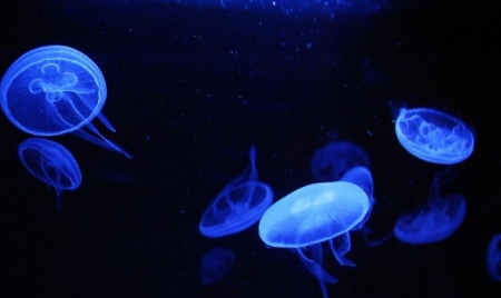 Un enfant français meurt en Thaïlande, piqué par une méduse