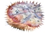 Pizza napolitaine