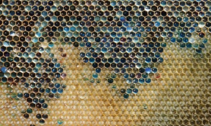 Les récoltes de miel en forte baisse dans plusieurs régions