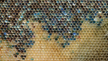 Les récoltes de miel en forte baisse dans plusieurs régions