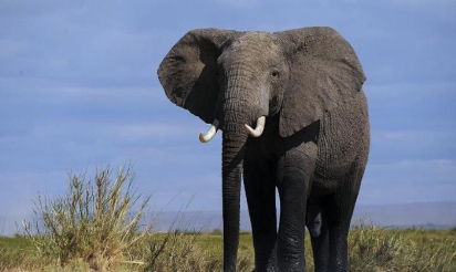 Il y a deux fois moins d’animaux sauvages dans le monde qu’en 1970