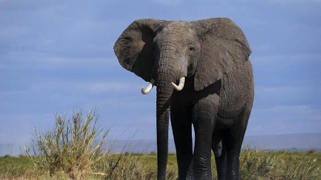 Il y a deux fois moins d’animaux sauvages dans le monde qu’en 1970