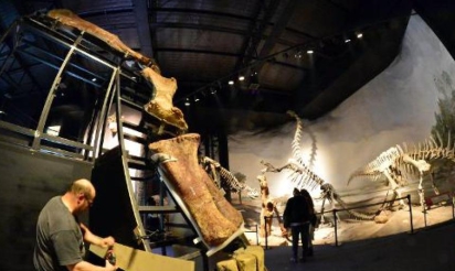 Argentine: découverte du squelette d’un dinosaure herbivore géant