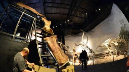 Argentine: découverte du squelette d’un dinosaure herbivore géant