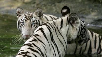 Un tigre blanc tue un enfant au zoo de New Delhi