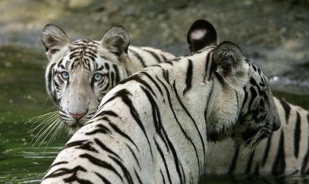 Un tigre blanc tue un enfant au zoo de New Delhi