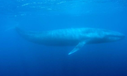 Le nombre de baleines bleues presque à son niveau historique en Californie