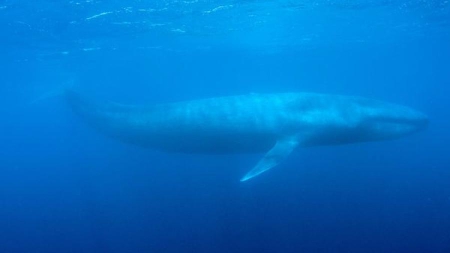 Le nombre de baleines bleues presque à son niveau historique en Californie