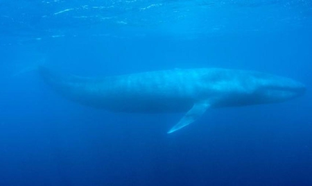 Le nombre de baleines bleues presque à son niveau historique en Californie