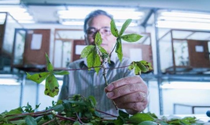 Des guêpes parasites au secours des cultures de manioc en Indonésie