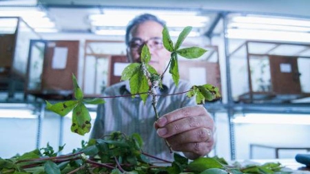 Des guêpes parasites au secours des cultures de manioc en Indonésie